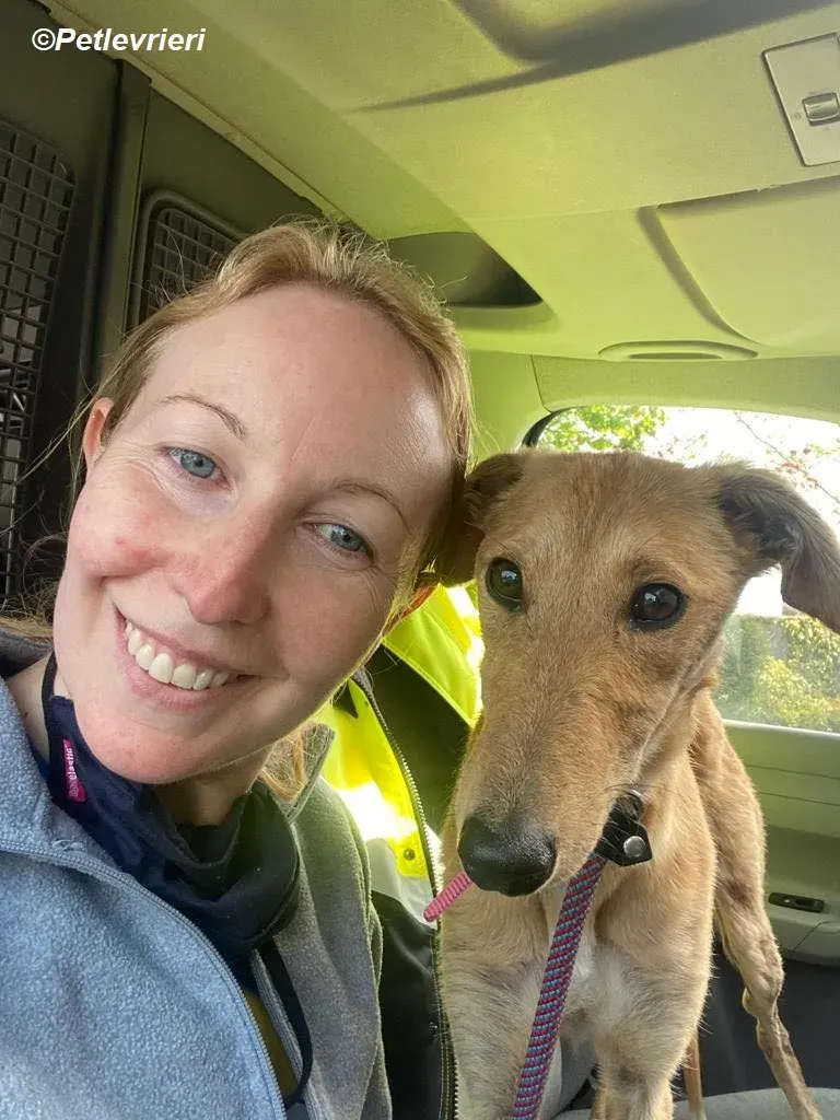 Fidget adozione levrieri greyhound 4