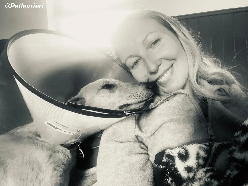 Fidget adozione levrieri greyhound 5