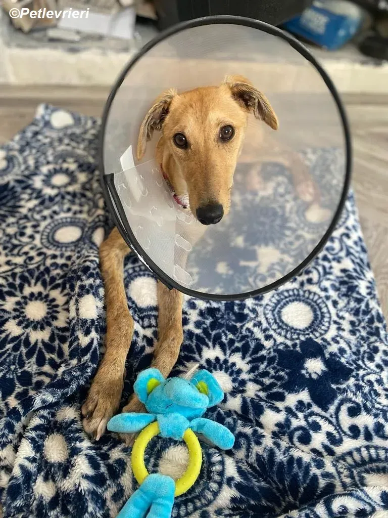 Fidget adozione levrieri greyhound 6