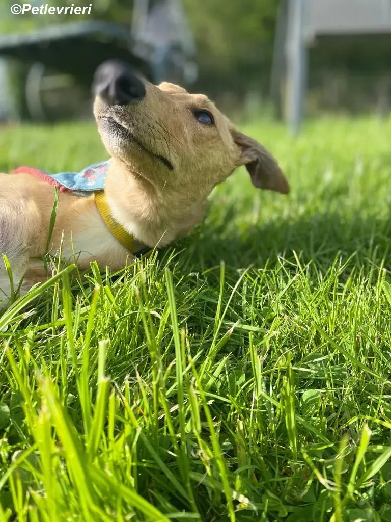 Fidget adozione levrieri greyhound 7