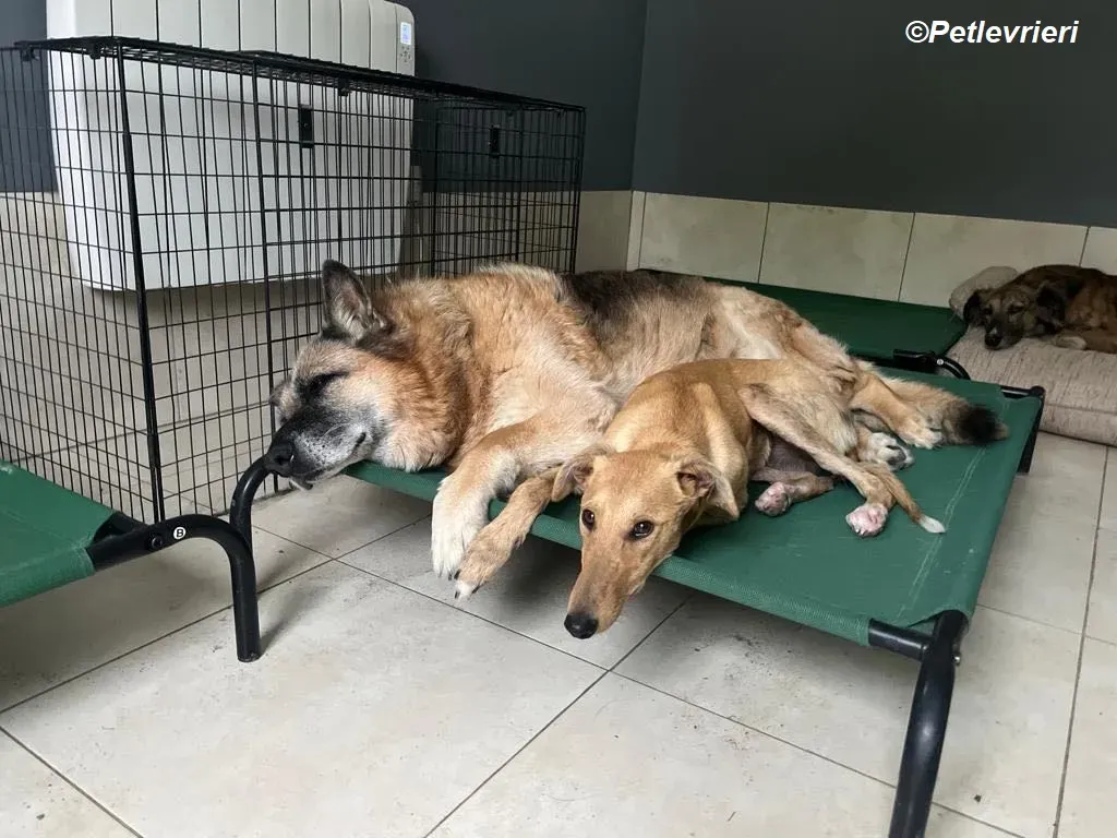 Fidget adozione levrieri greyhound 8