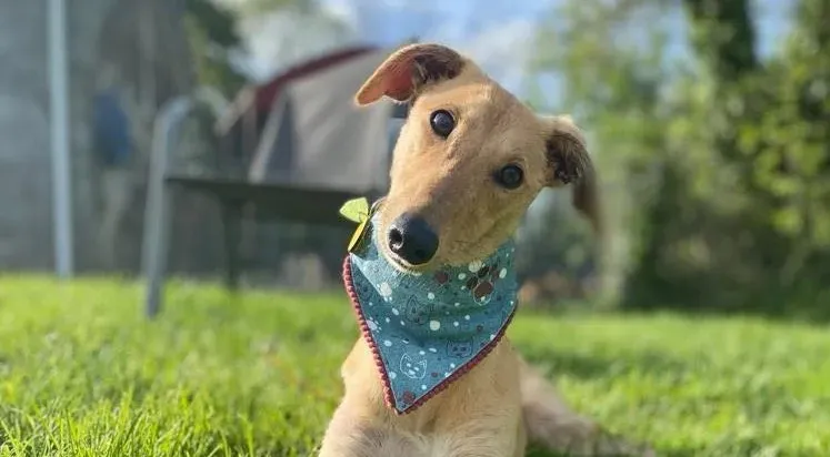 Fidget adozione levrieri greyhound 9 e1653164020375