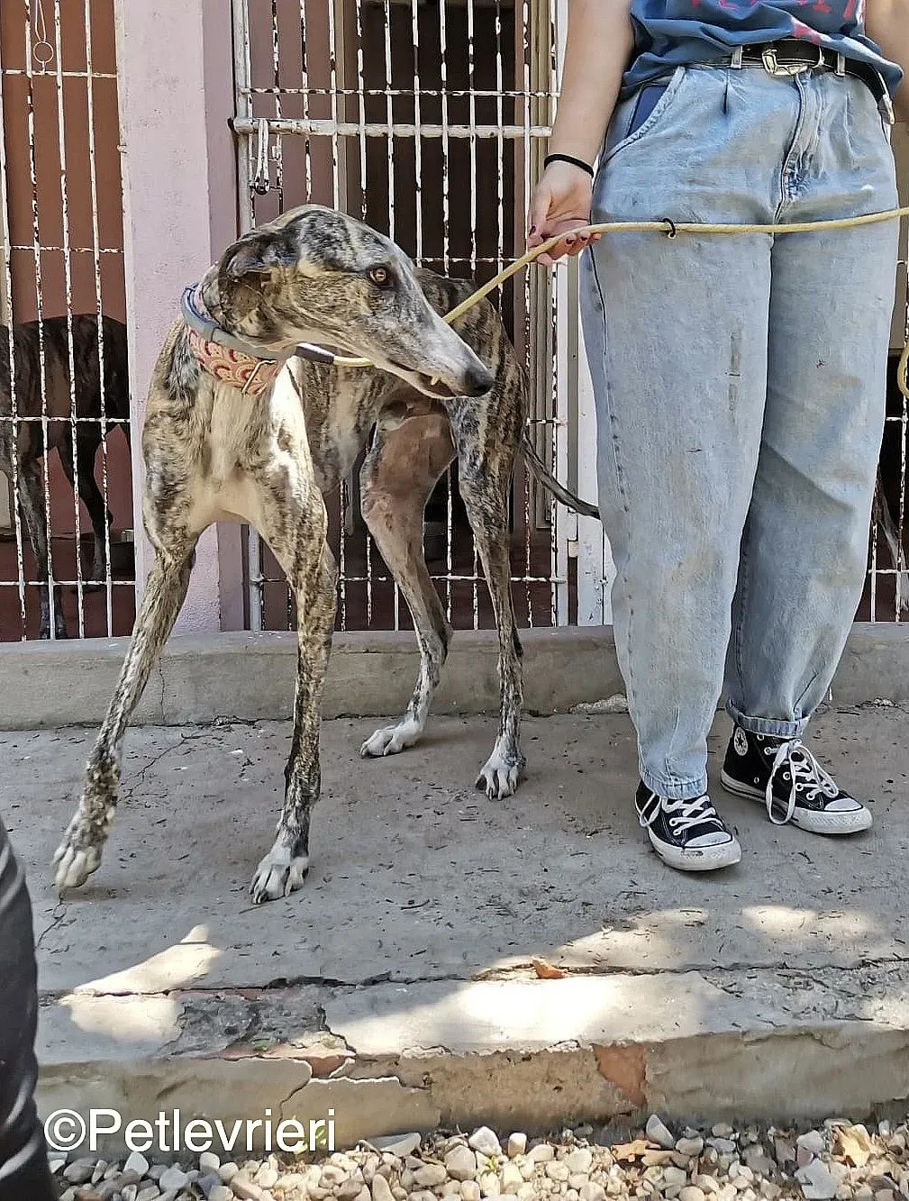 Filo adozione levrieri galgo 01