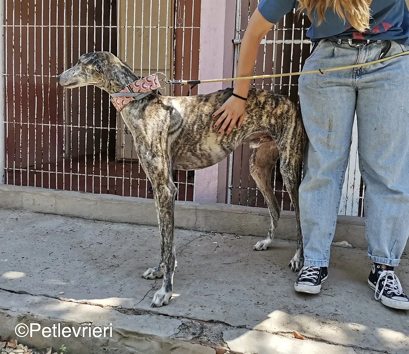 Filo adozione levrieri galgo 02