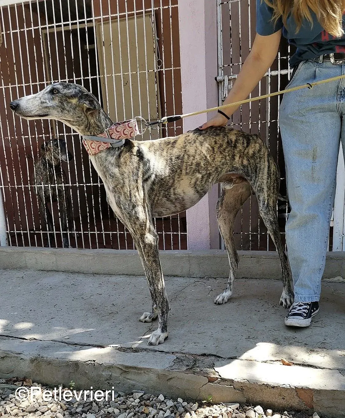 Filo adozione levrieri galgo 03