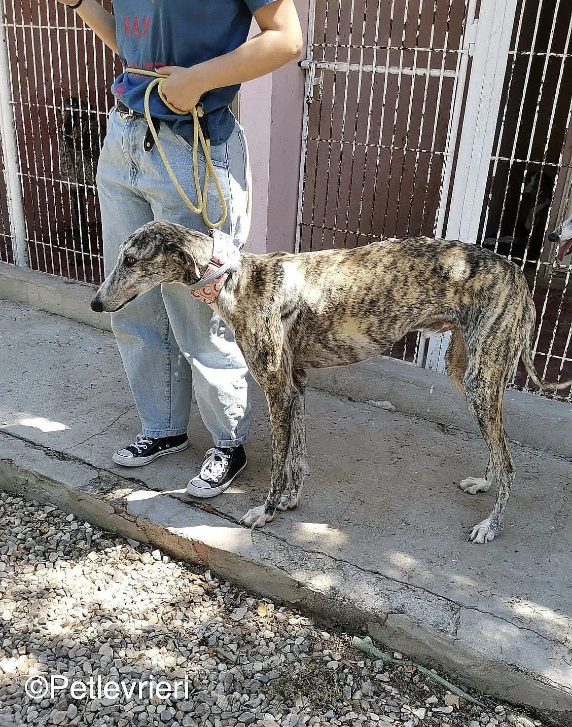 Filo adozione levrieri galgo 04