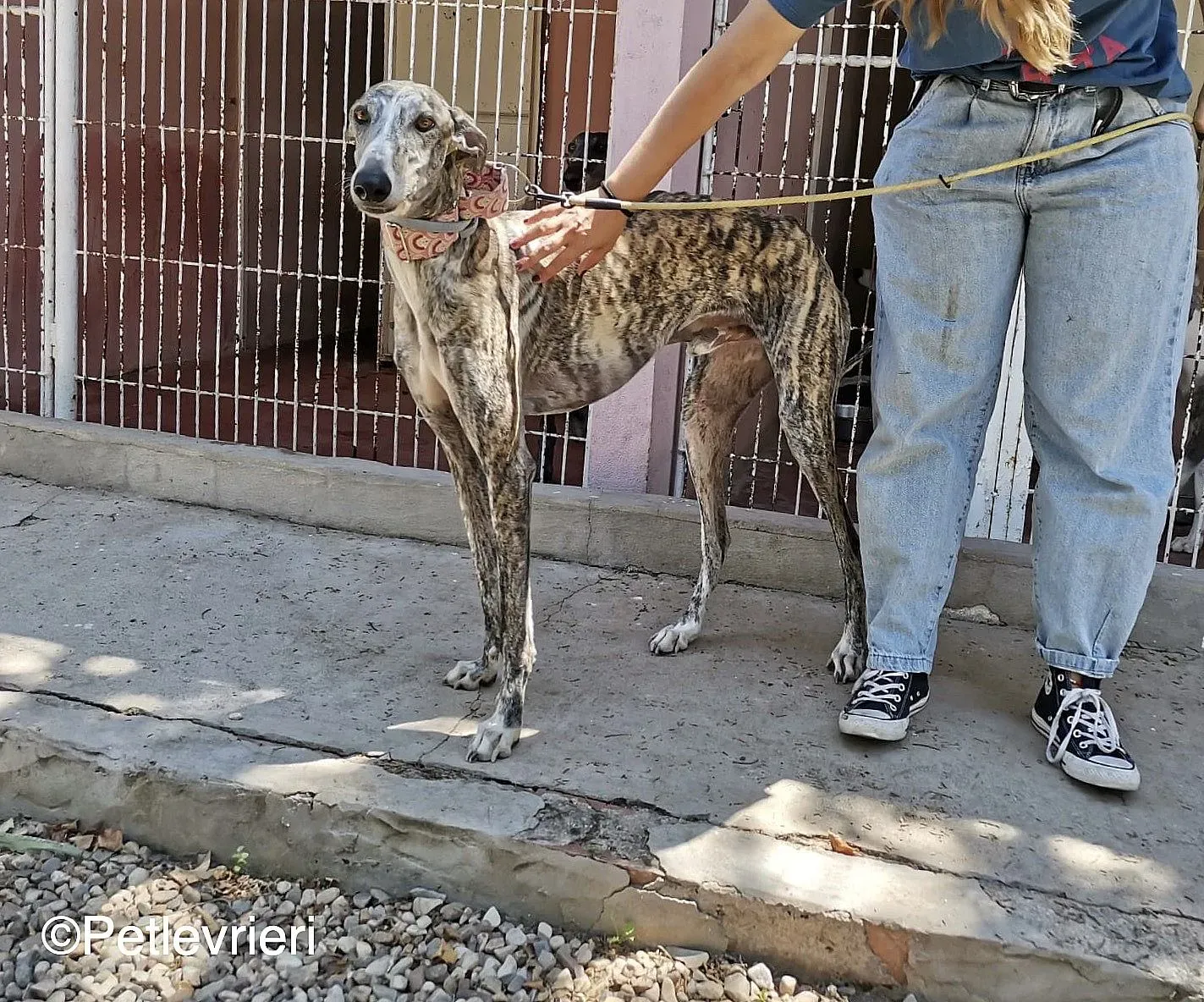 Filo adozione levrieri galgo 05