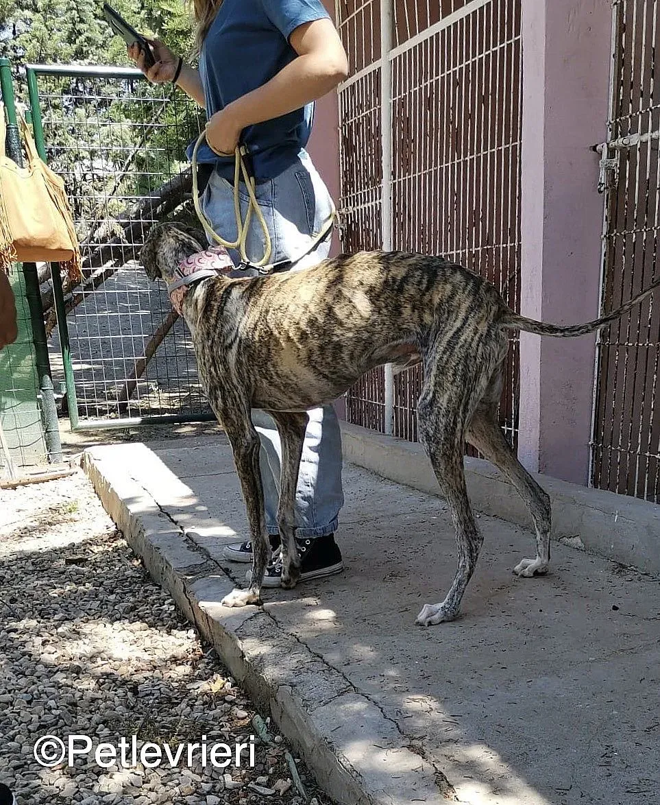 Filo adozione levrieri galgo 06