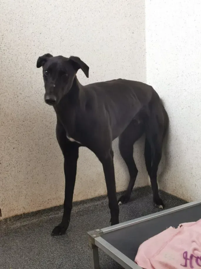Finbarr Greyhound adozionelevrieri pet