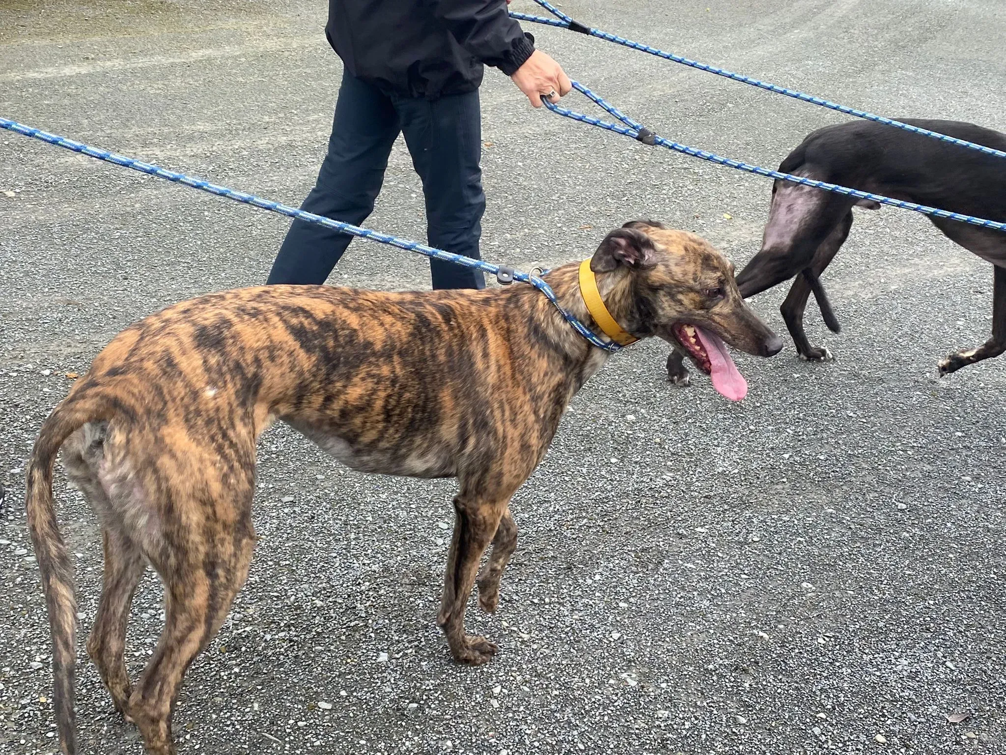 Fingers Adozione levrieri Greyhound 1