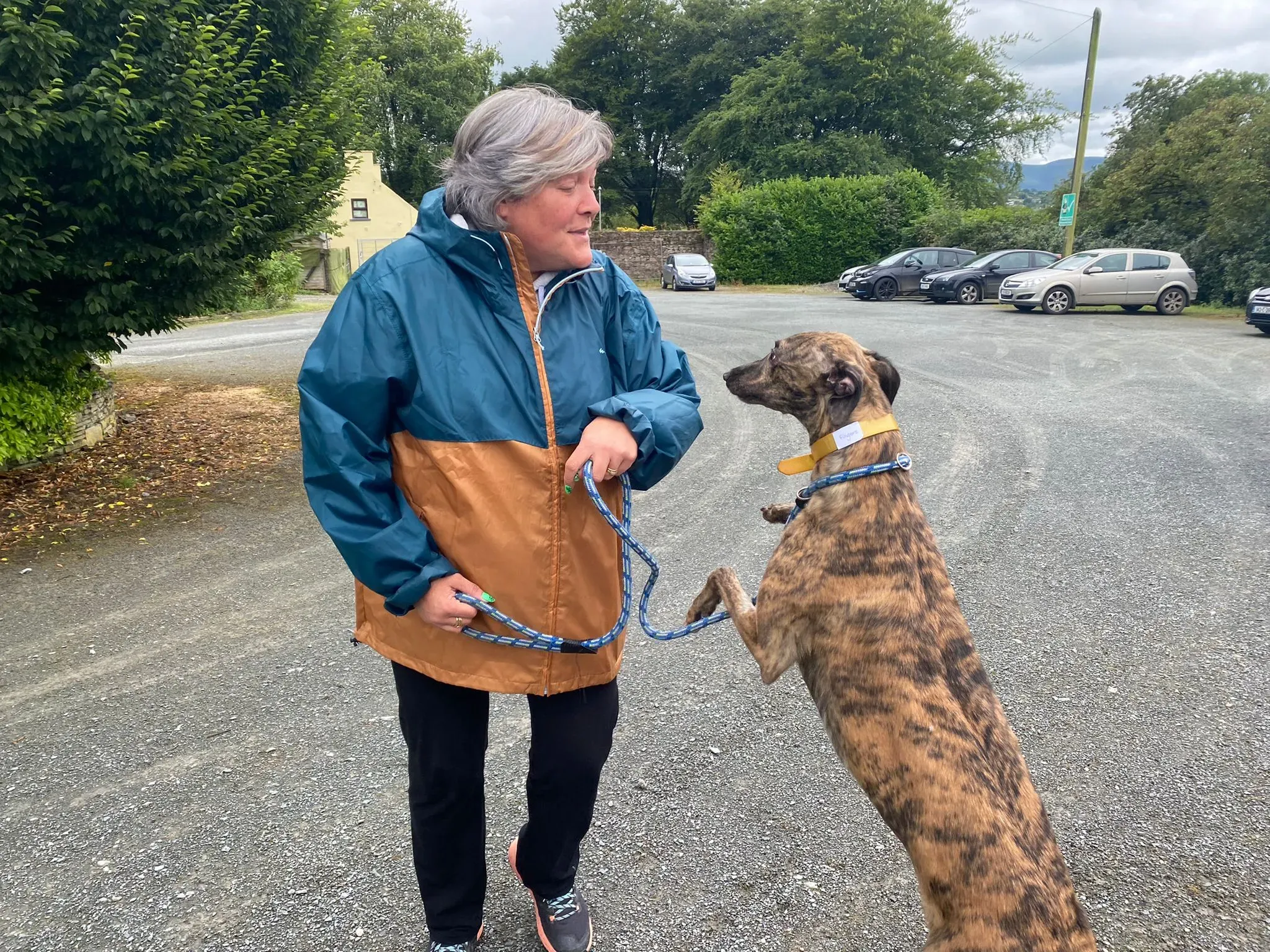 Fingers Adozione levrieri Greyhound 10