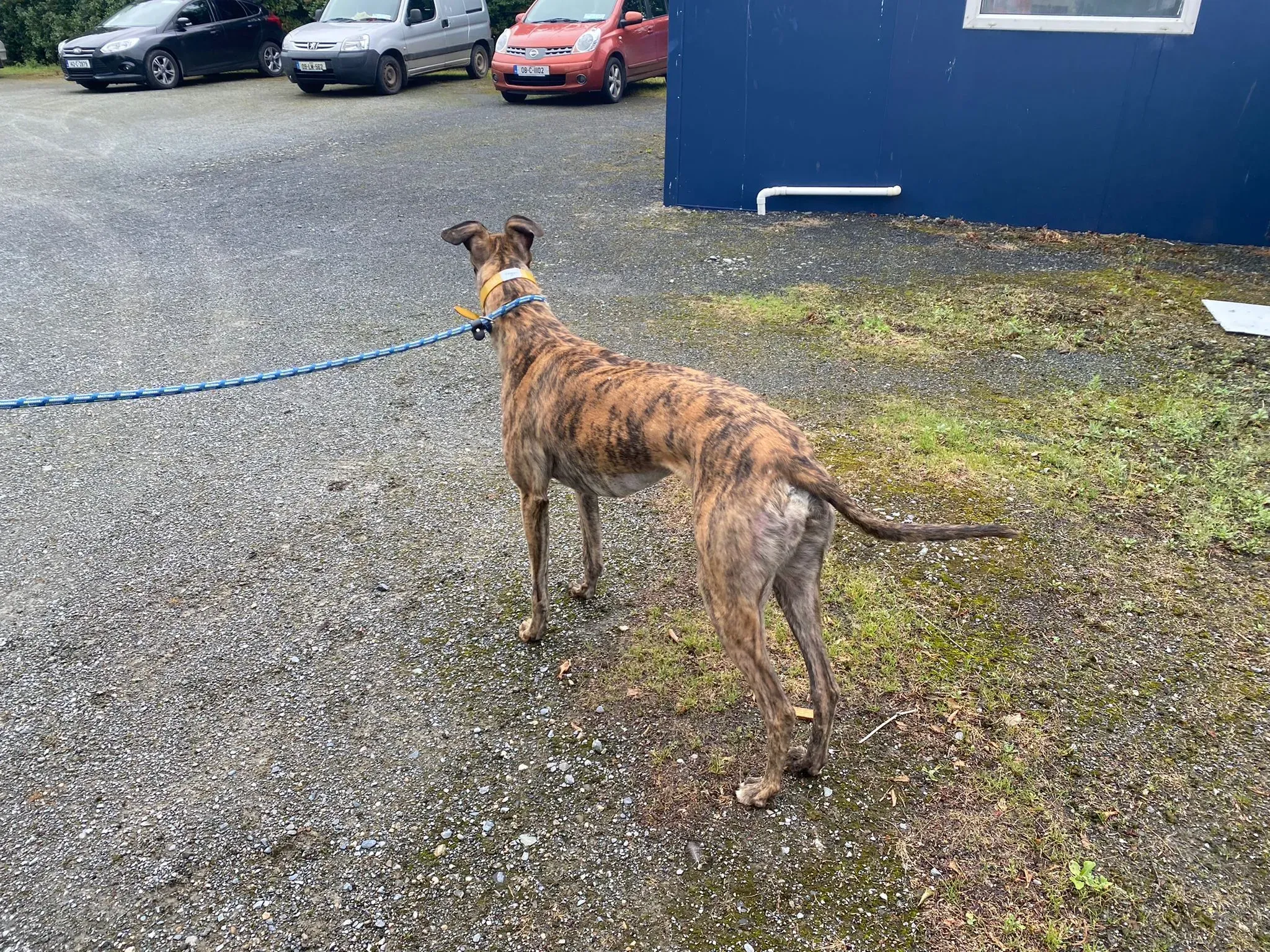 Fingers Adozione levrieri Greyhound 11