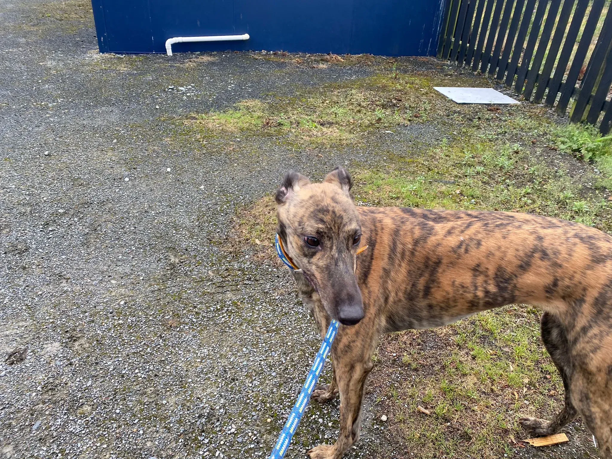 Fingers Adozione levrieri Greyhound 12