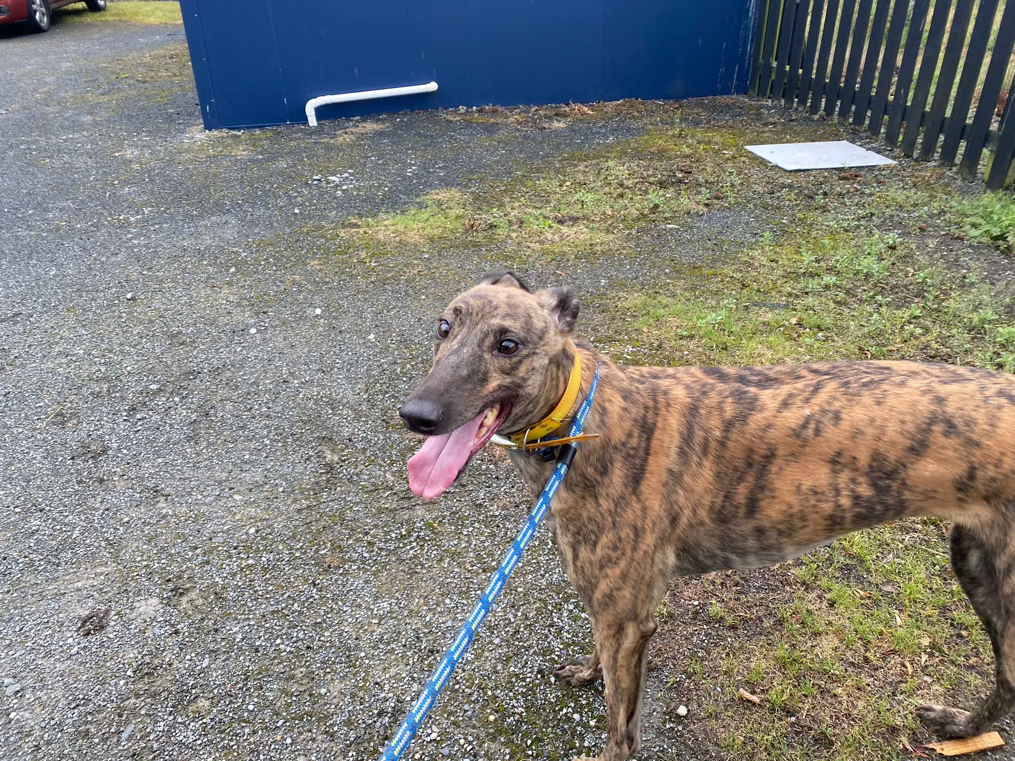 Fingers Adozione levrieri Greyhound 13