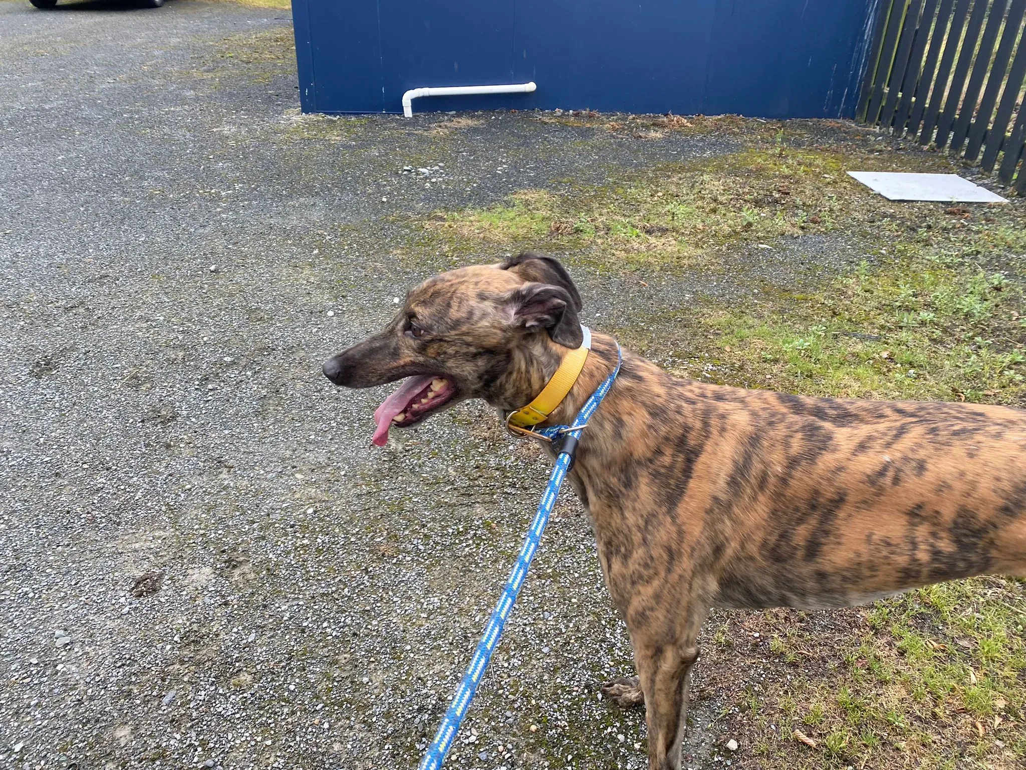 Fingers Adozione levrieri Greyhound 14