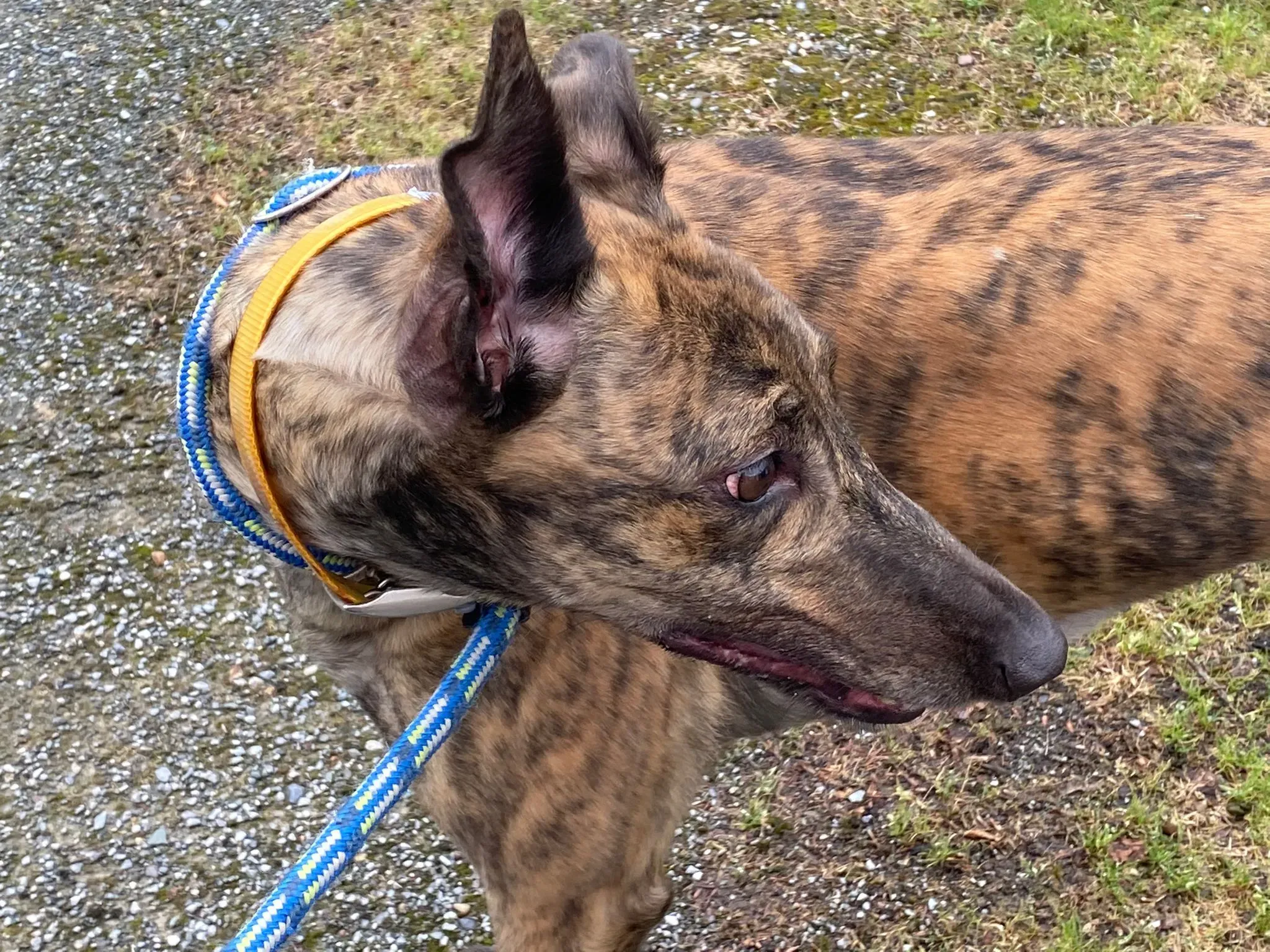 Fingers Adozione levrieri Greyhound 15