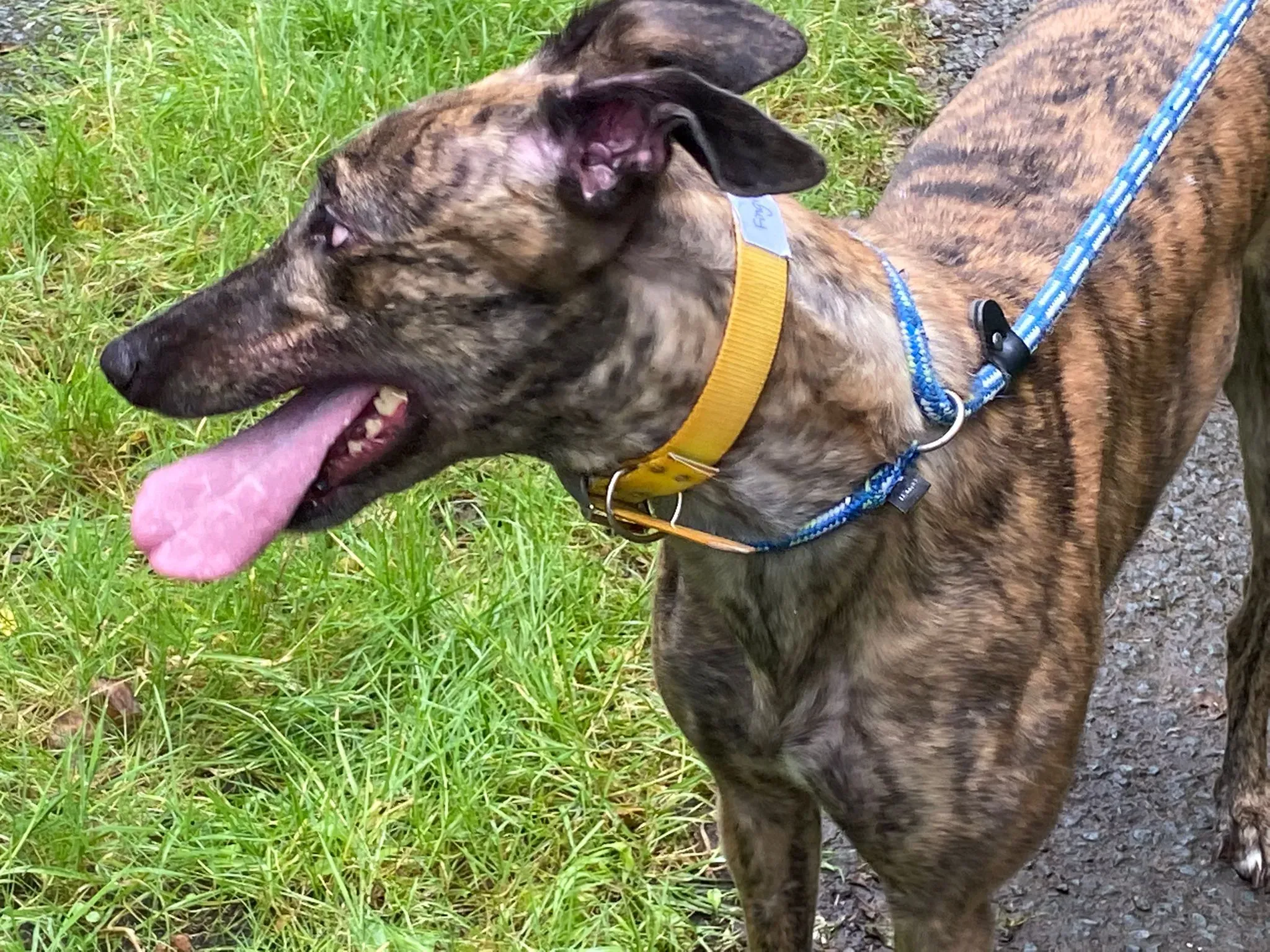 Fingers Adozione levrieri Greyhound 3