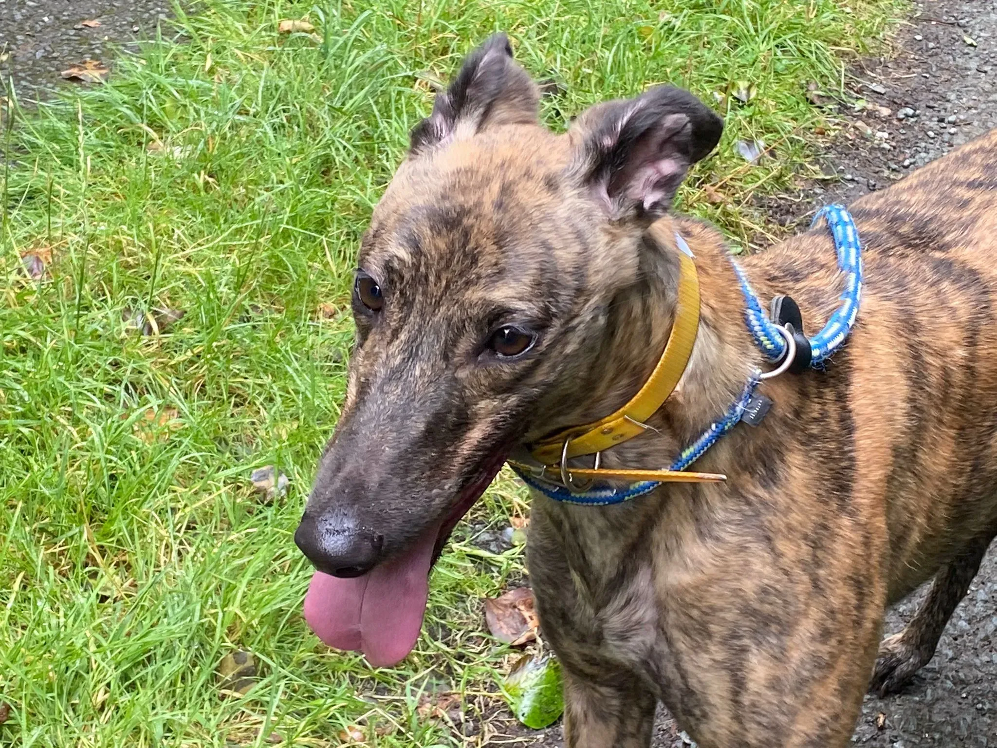 Fingers Adozione levrieri Greyhound 4