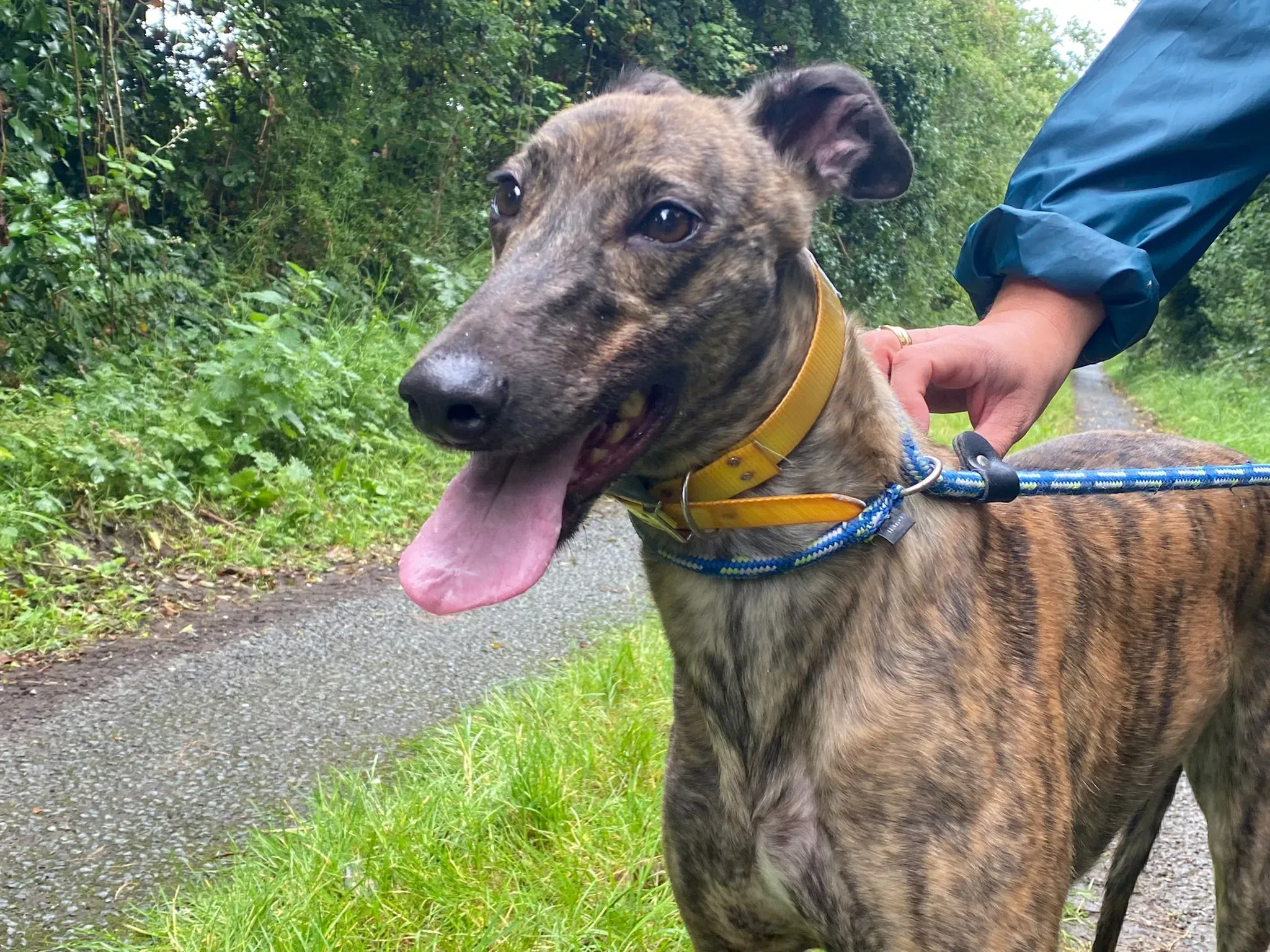 Fingers Adozione levrieri Greyhound 5