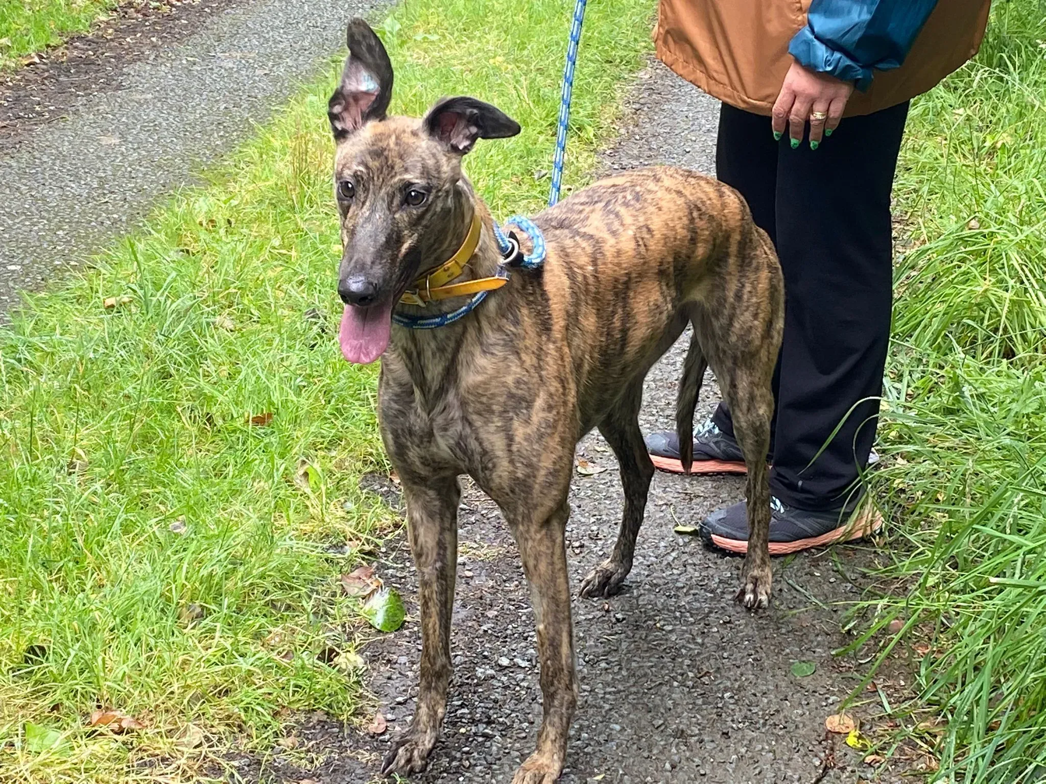 Fingers Adozione levrieri Greyhound 6