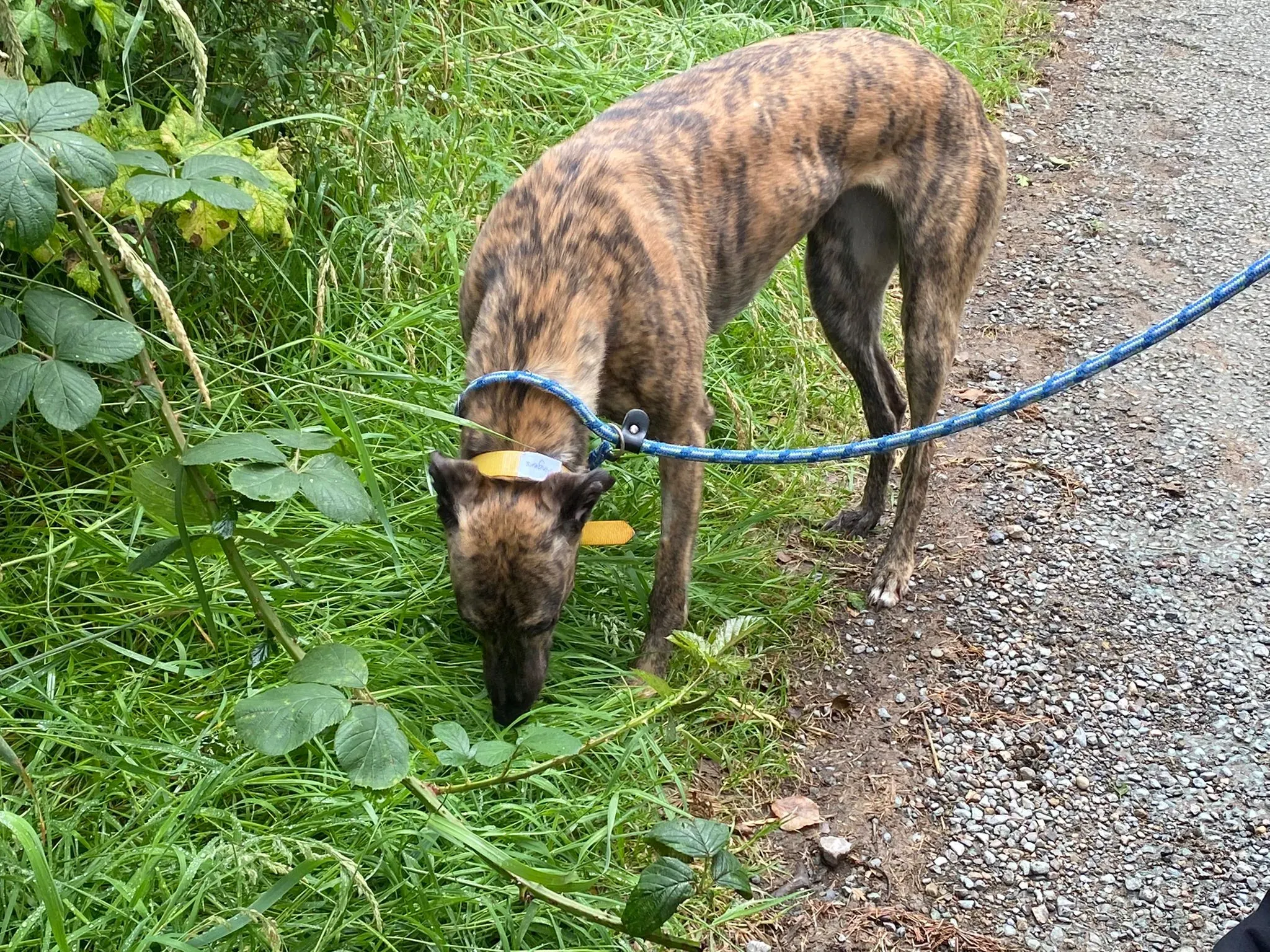 Fingers Adozione levrieri Greyhound 7