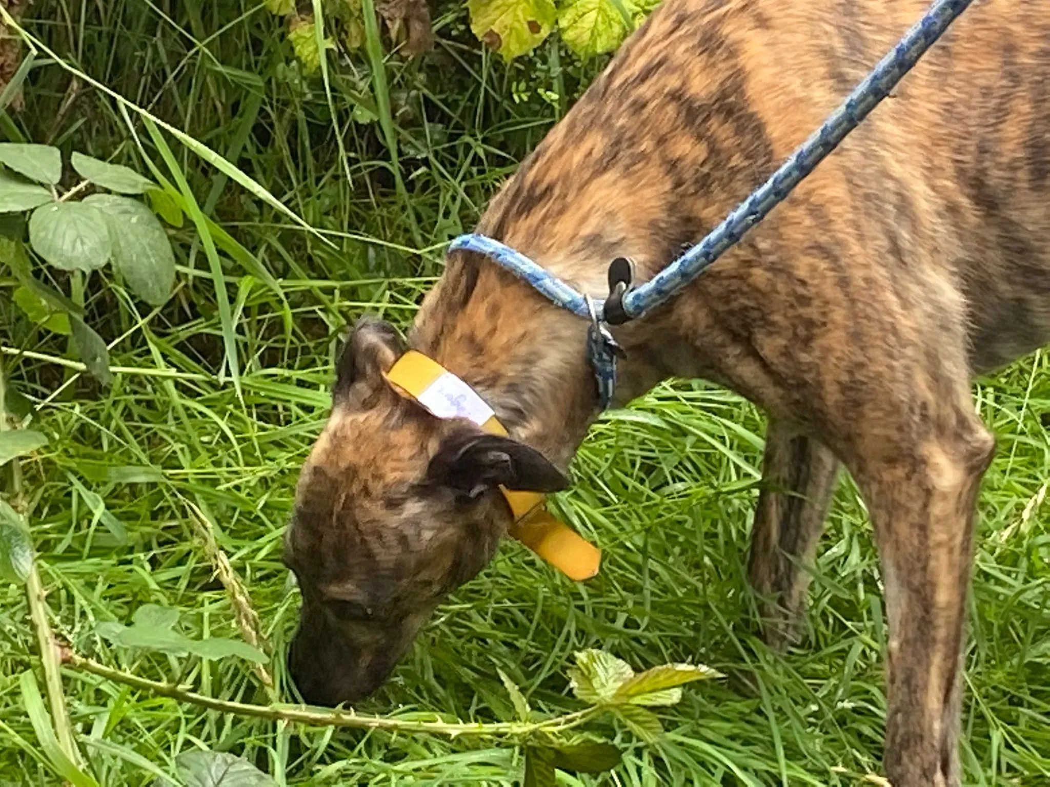 Fingers Adozione levrieri Greyhound 8