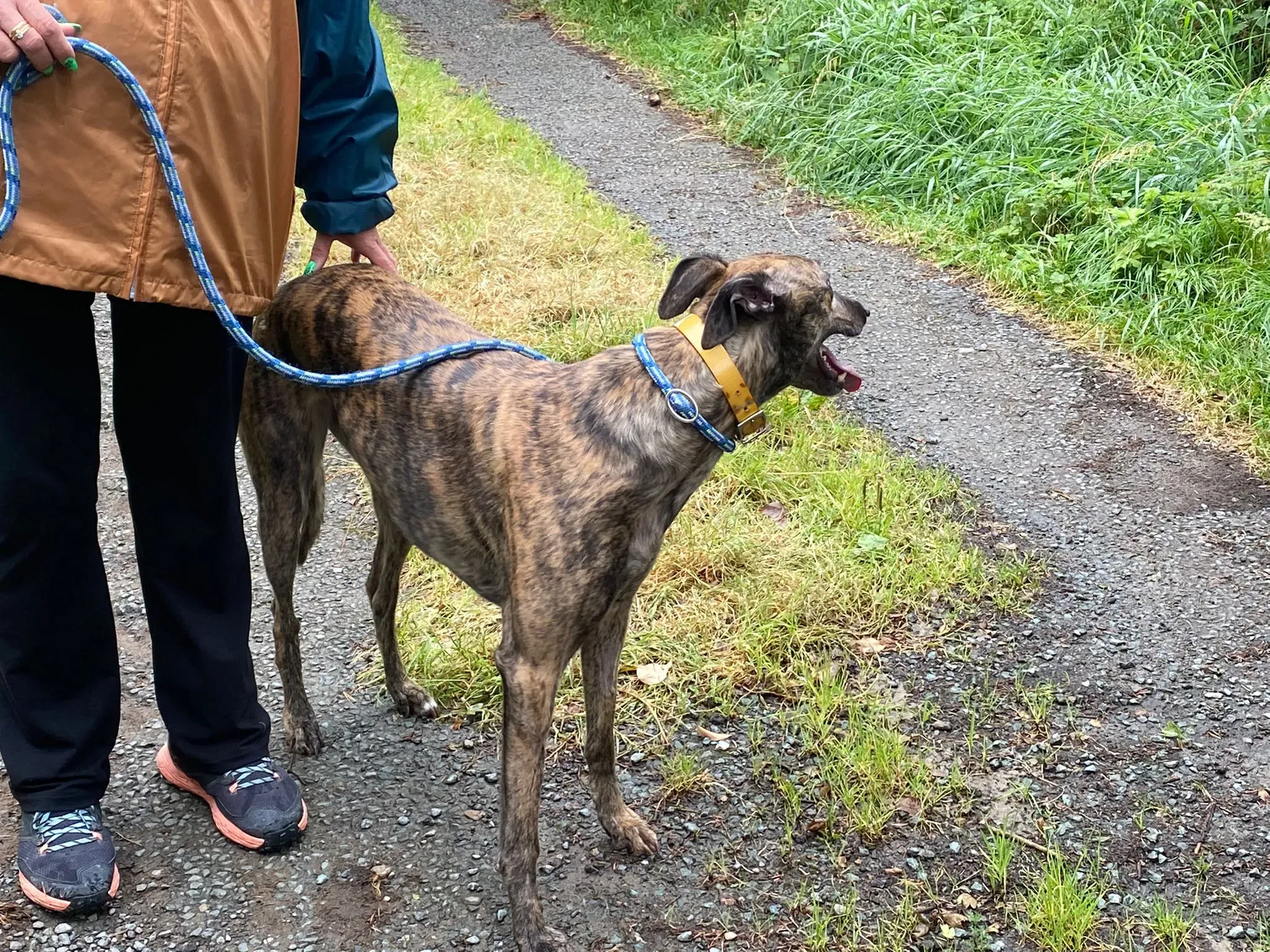 Fingers Adozione levrieri Greyhound 9