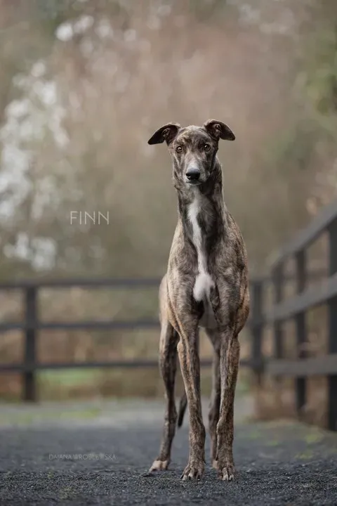 Finn adozione greyhound 1