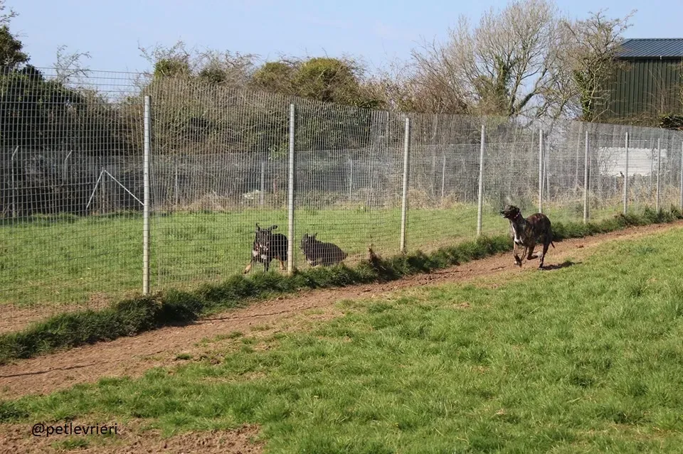 Finn adozione greyhound 10