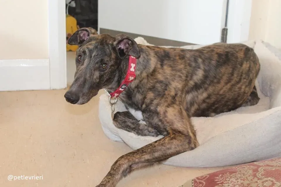 Finn adozione greyhound 2