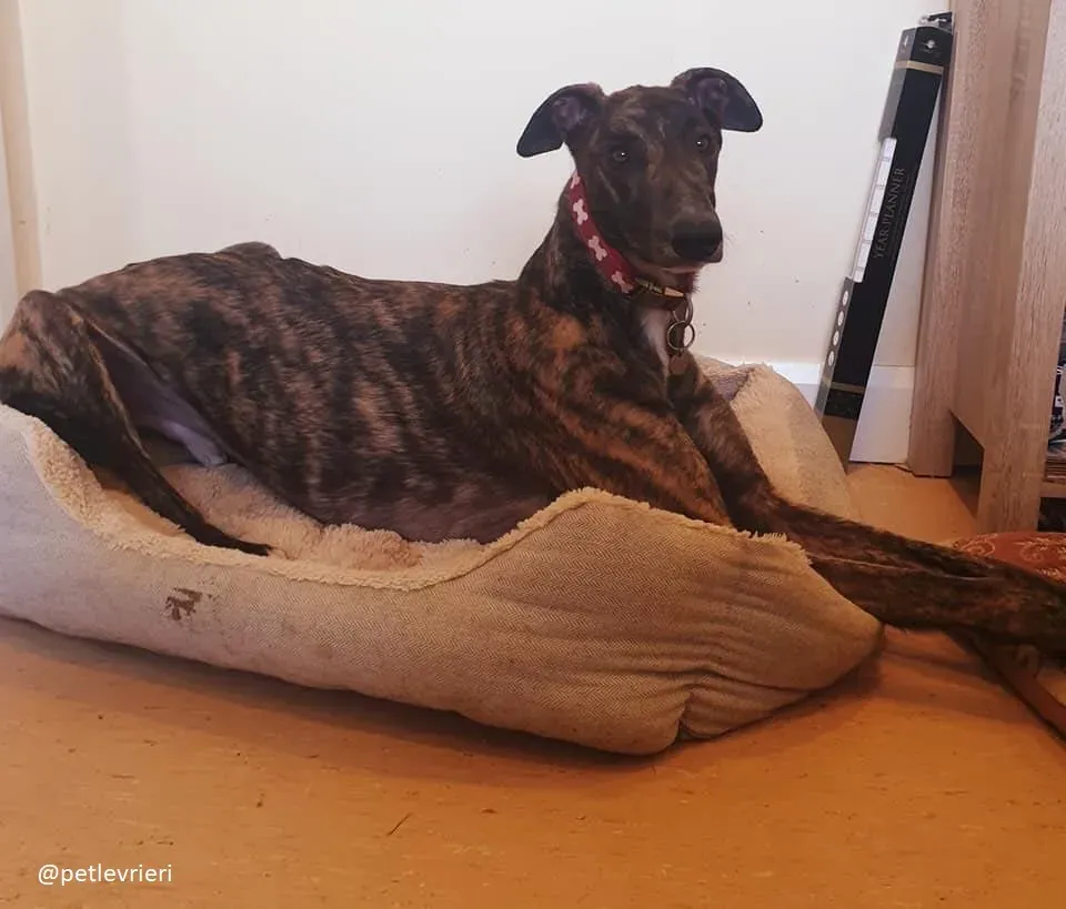 Finn adozione greyhound 3