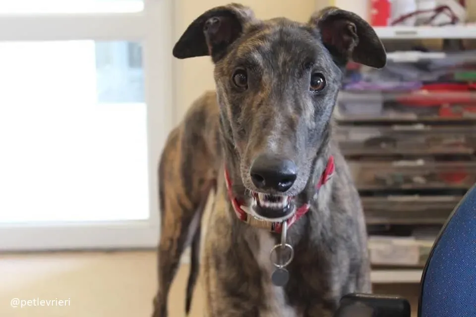 Finn adozione greyhound 4