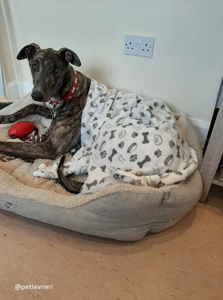 Finn adozione greyhound 5