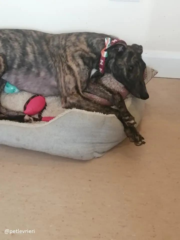 Finn adozione greyhound 6