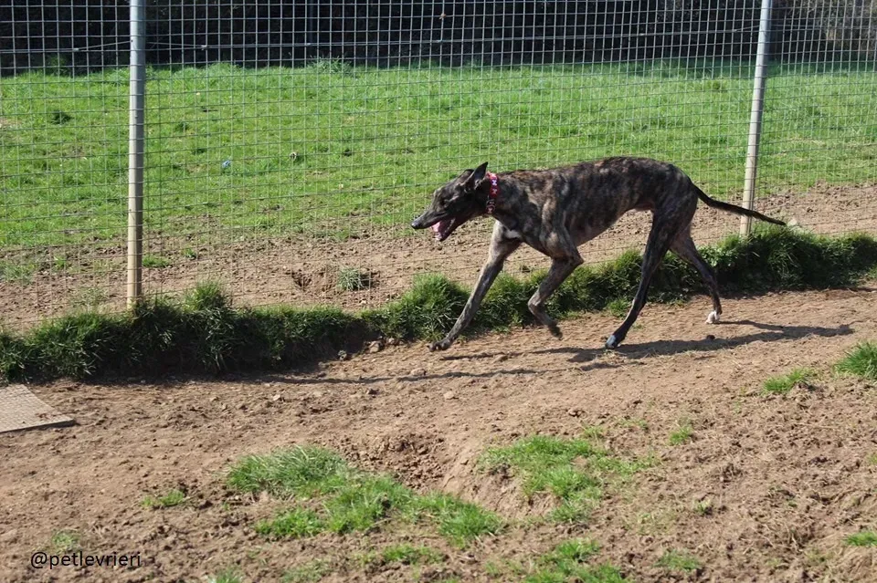 Finn adozione greyhound 7
