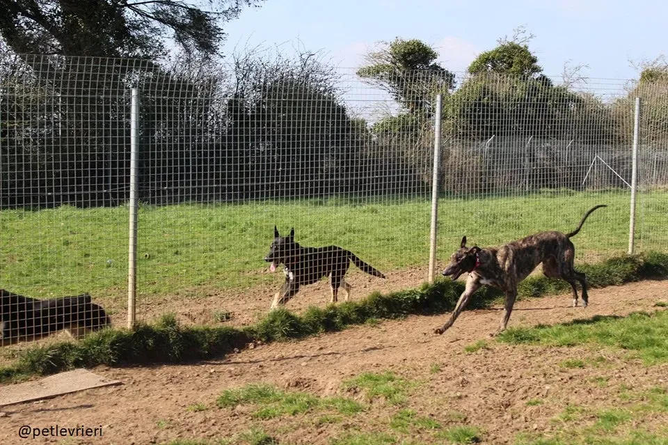 Finn adozione greyhound 8