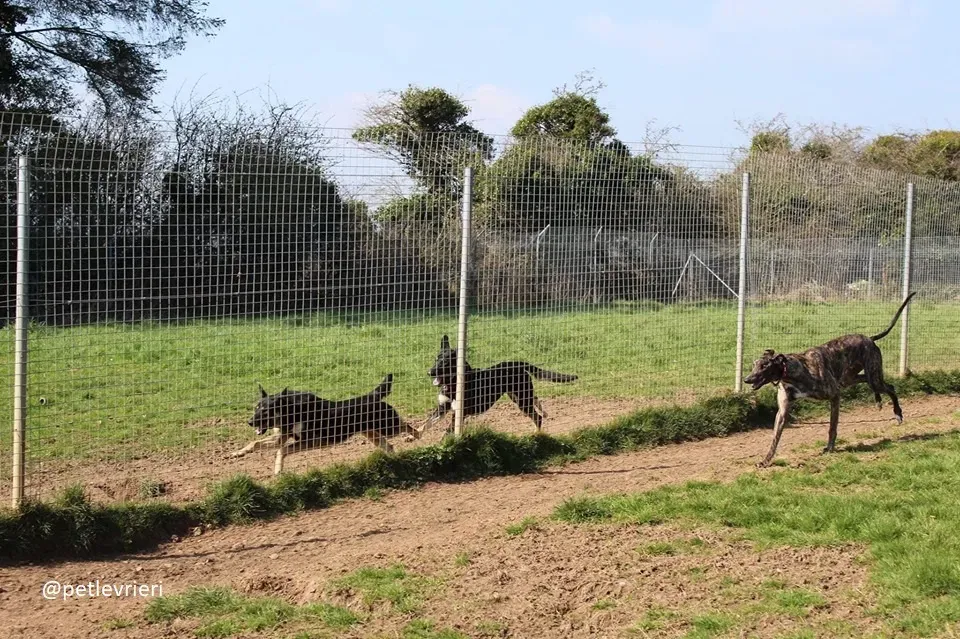 Finn adozione greyhound 9