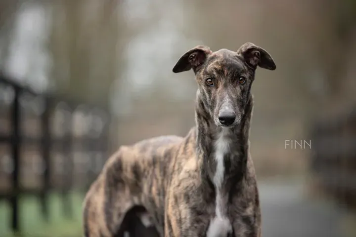 Finn adozione greyhound