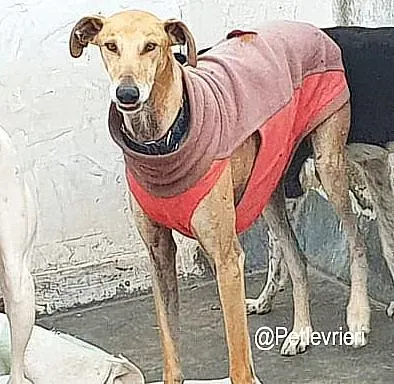 Finn adozione levrieri galgo 01
