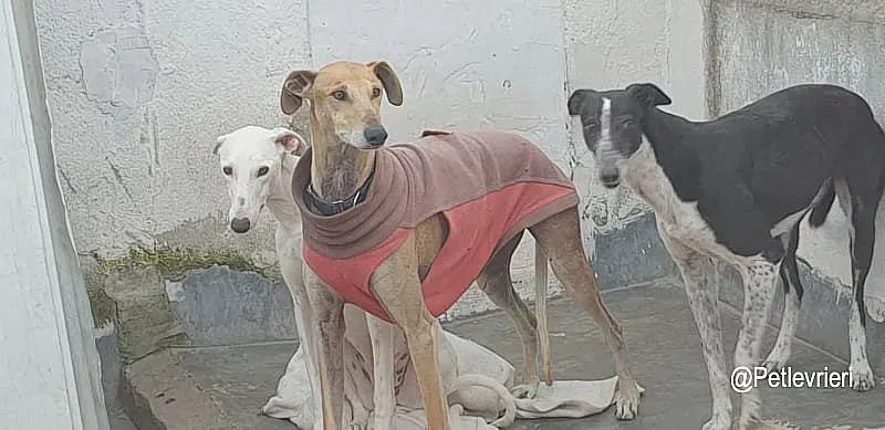 Finn adozione levrieri galgo 02