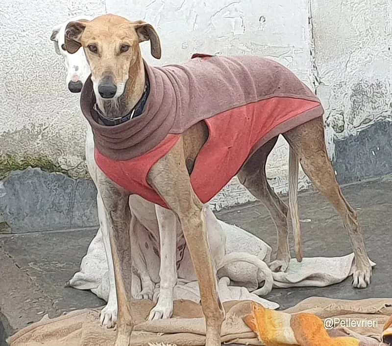 Finn adozione levrieri galgo 03