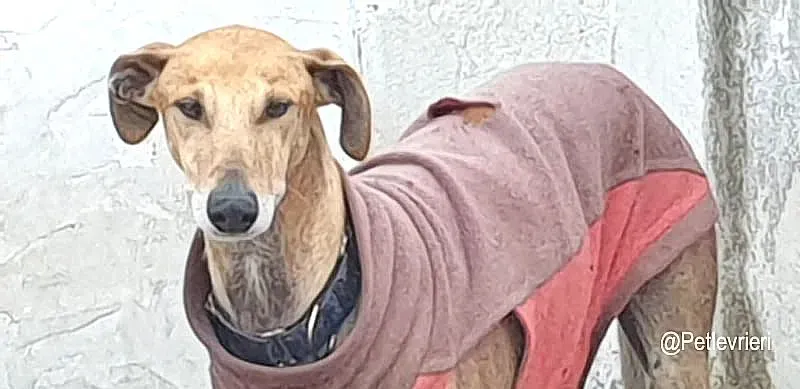 Finn adozione levrieri galgo 04