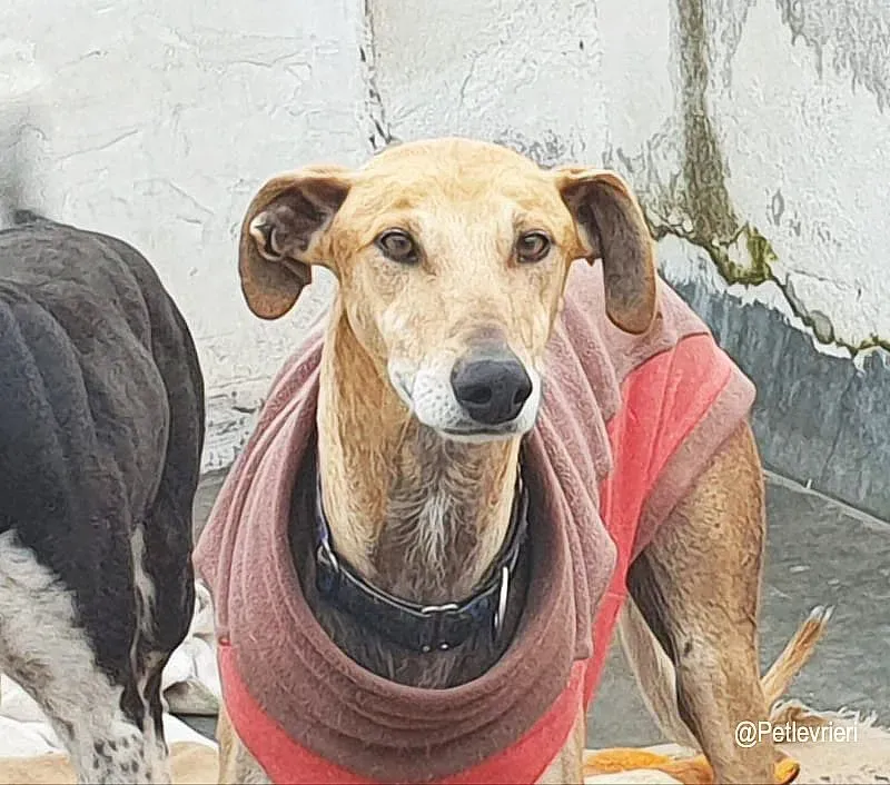 Finn adozione levrieri galgo 05
