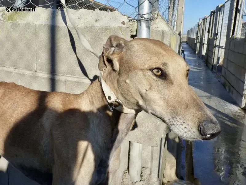 Finn adozione levrieri galgo 1