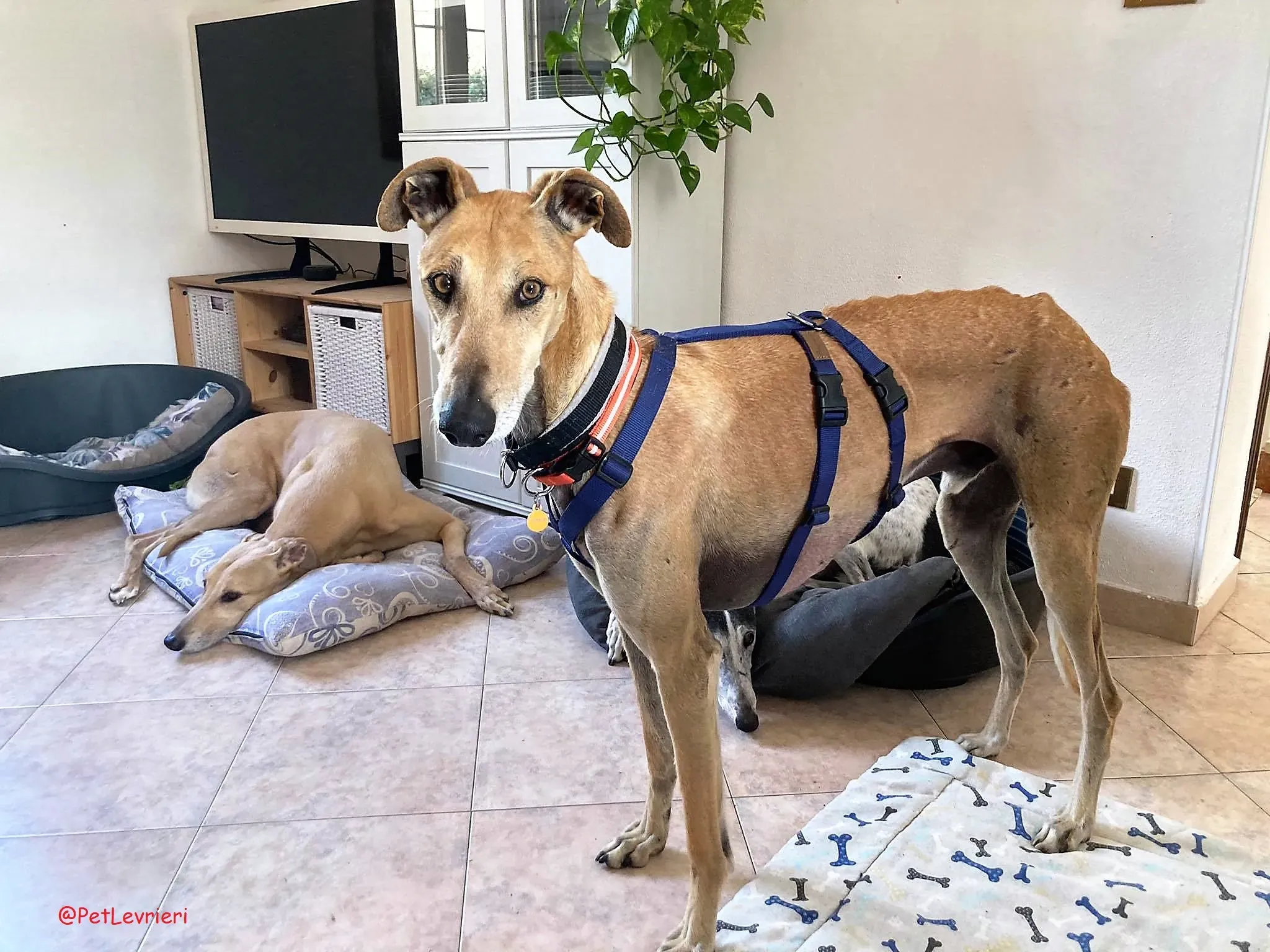 Finn adozione levrieri galgo 10