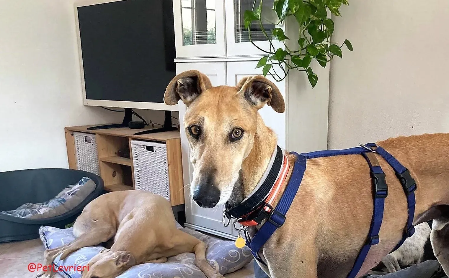 Finn adozione levrieri galgo 11