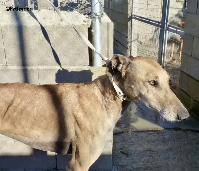 Finn adozione levrieri galgo 2