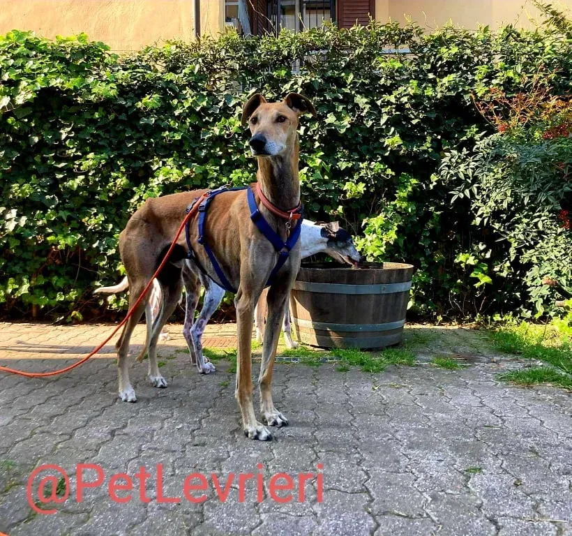 Finn adozione levrieri galgo 20