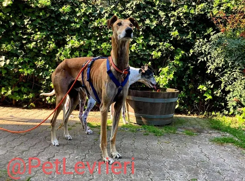 Finn adozione levrieri galgo 21