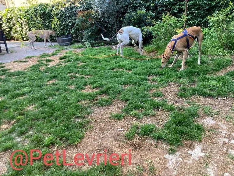 Finn adozione levrieri galgo 22